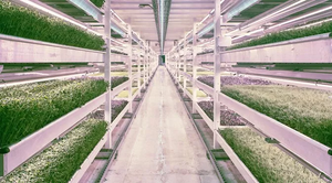 Benefits of Vertical Farming